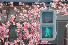 绿色交通光与完整的盛开的日本樱花樱桃花朵花树背景