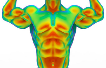 呈现前面一边前部分人类肌肉身体扫<strong>描红</strong>外雷结构测量与剪裁路径孤立的白色背景