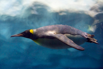 企鹅潜水下冰水下摄影企鹅潜水下冰水下摄影