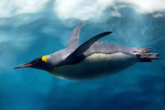 企鹅潜水下冰水下摄影企鹅潜水下冰水下摄影