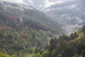 秋天有雾的森林里奥哈西班牙