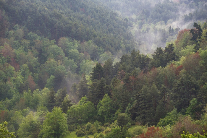 秋天有雾的森林里奥哈西班牙图片