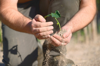 男人。手持有种子树为种植成土壤高质量照片男人。手持有种子树为种植成土壤