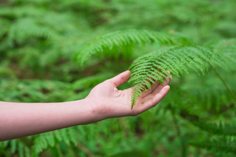 女手与长优雅的手指<strong>轻轻</strong>触摸的植物叶子蕨类植物特写镜头拍摄认不出来人高质量图像女手与长优雅的手指<strong>轻轻</strong>触摸的植物叶子蕨类植物特写镜头拍摄认不出来人