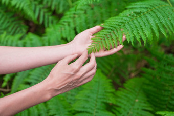 女手与长优雅的手指<strong>轻轻</strong>触摸的植物叶子蕨类植物特写镜头拍摄认不出来人高质量图像女手与长优雅的手指<strong>轻轻</strong>触摸的植物叶子蕨类植物特写镜头拍摄认不出来人