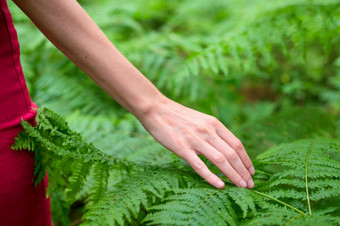 女手与长优雅的手指<strong>轻轻</strong>触摸的植物叶子蕨类植物特写镜头拍摄认不出来人高质量照片女手与长优雅的手指<strong>轻轻</strong>触摸的植物叶子蕨类植物特写镜头拍摄认不出来人