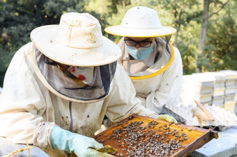 养蜂人养蜂场养蜂人工作与蜜蜂和蜂房的养蜂场高<strong>质量</strong>图像养蜂人养蜂场养蜂人工作与蜜蜂和蜂房的养蜂场
