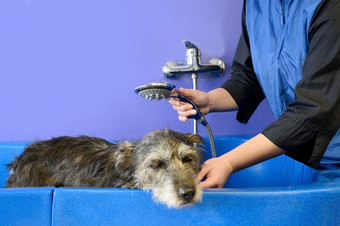 专业宠物美容师洗狗宠物梳理沙龙高质量照片专业宠物美容师洗狗宠物梳理沙龙
