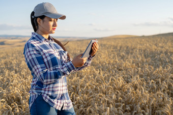 年轻的女人<strong>农学家</strong>检查增长小麦场农民需要笔记平板电脑农业业务概念高质量照片年轻的女人<strong>农学家</strong>检查增长小麦场农民需要笔记平板电脑农业业务概念