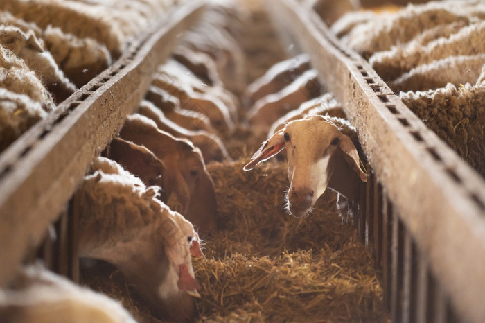 羊吃有流国内动物喂养稳定的牛饲料概念牲畜农场高质量摄影羊吃有流国内动物喂养稳定的牛饲料概念牲畜农场