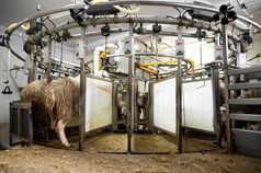 挤奶羊的乳制品农场高质量摄影挤奶羊的乳制品农场