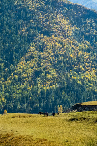 马吃草的梅多斯在的山麓的阿尔泰山马吃草梅多斯在的山麓的阿尔泰山