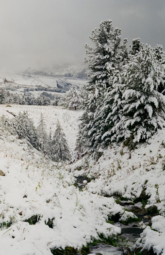 冬天阿尔泰山和森林的雪冬天来了的阿尔泰和雪下降了冬天阿尔泰山和森林的雪冬天来了阿尔泰和雪下降了