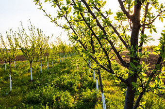 年轻的苹果果园农业概念农村苹果果园