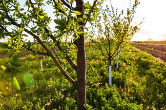 年轻的苹果果园农业概念农村苹果果园