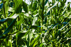 太阳灯在绿色玉米场日益增长的细节绿色玉米农业场