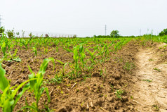 关闭新鲜的和小玉米植物场农村玉米日益增长的概念