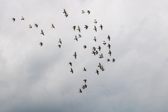 许多鸽子鸟飞行的多云的天空