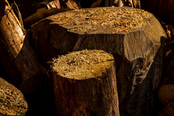 锯末和锯森林减少和堆放干森林锯末和锯森林减少和堆放干森林