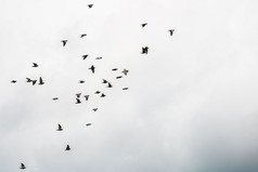 许多鸽子鸟飞行的多云的天空