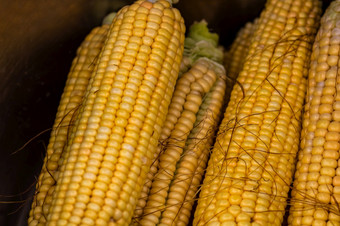 新鲜收获玉米细节成熟的甜蜜的玉米的结实的矮