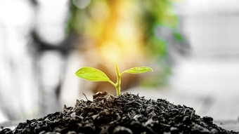 植物日益增长的阳光新生活荒原环境一天保存地球地球世界概念世界环境一天概念生态概念