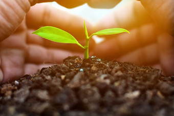 手保护日益增长的植物保存地球地球世界概念世界环境一天概念全球手与植物安全的世界生态概念