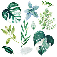 monstera叶子和铁线蕨水彩明亮的绿色植物集合手画向量插图