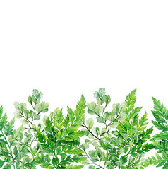 水彩叶子绿色植物蕨类植物页脚无缝的边境手画插图