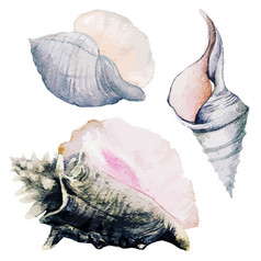 集三个水彩海贝壳完整的颜色手画向量插图
