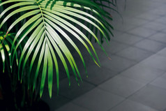 阳光和影子表面绿色棕榈叶与模糊瓷砖地板上背景首页园艺概念高角视图与复制空间