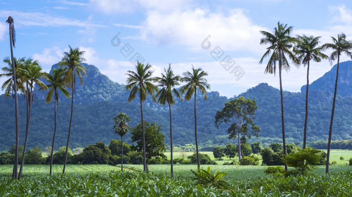 美丽的绿色植物视图许多椰子树有机玉米场和许多绿色植物与大山和蓝色的天空背景