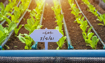 焦点绿色因为生菜蔬菜标签与早....温暖的阳光表面许多年轻的豆芽是日益增长的与滴灌溉系统有机托儿所情节