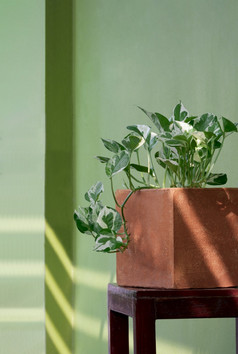 一边视图大理石女王波托斯植物日益增长的粘土花能木椅子与绿色水泥墙背景首页园艺区域