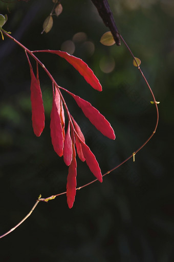 红色的rhipsalis叶子是日益增长的分支与模糊黑<strong>暗绿色</strong>植物背景植物花园和垂直框架