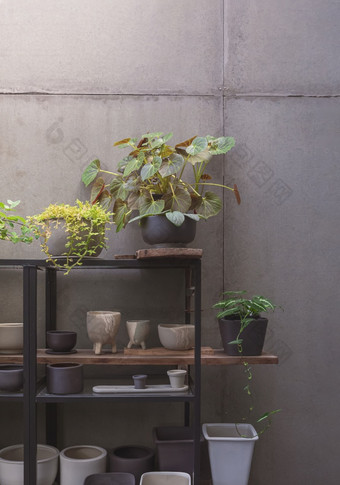 绿色室内植物与各种各样的粘土花锅钢架子上使浪费材料前面的老石膏董事会墙垂直框架回收和首页园艺概念