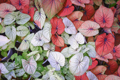 前视图许多各种各样的色彩斑斓的贝母Bicolor叶子是盛开的首页园艺区域