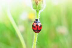 的红色的瓢虫栖息三达克斯黛西分支的自然草地昆虫特写镜头宏