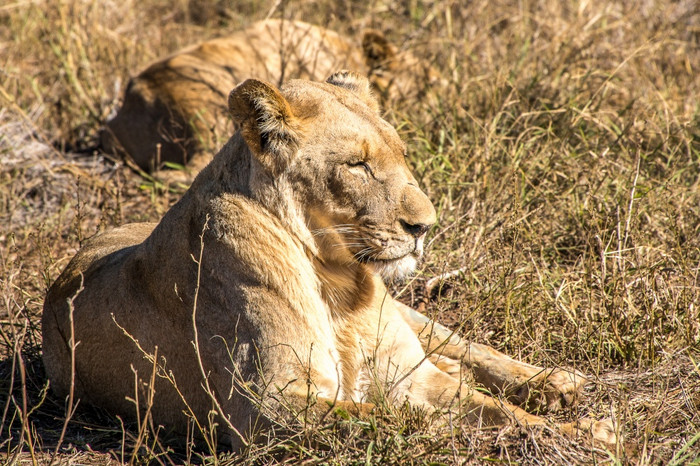 狮子是说谎的草土地国家公园南非洲因为他们只是完成了他们的餐你可以得到关闭的动物
