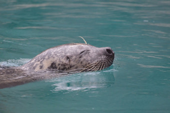 海狮子游泳与他的鼻子出的水