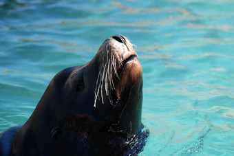 海狮子与他的鼻子的空气的水