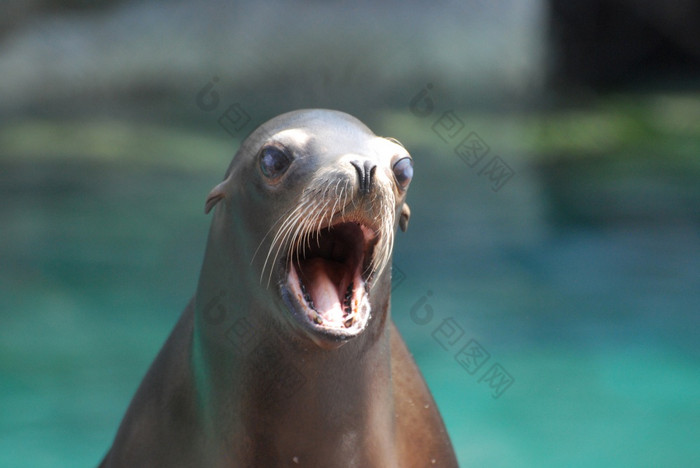 真的可爱的海狮子与他的口非常宽开放