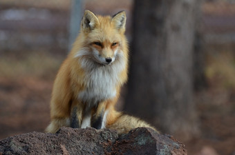 华丽的红色的狐狸坐着前红色的岩石