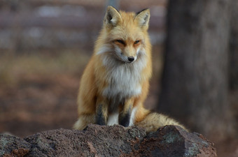 红色的<strong>狐狸</strong>坐着岩石的野生