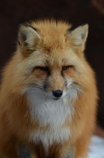 甜蜜的面对红色的狐狸与令人惊异的标记