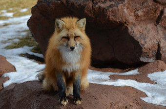 红色的狐狸栖息桩岩石