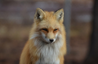 华丽的红色的狐狸与毛茸茸的皮毛和锋利的看表达式