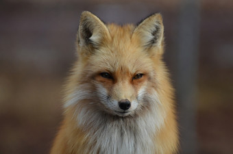 美丽的红色的狐狸盯着直之前坦诚的捕获
