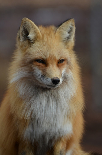 令人惊异的坦诚的捕获美丽的红色的<strong>狐狸</strong>