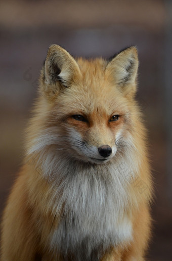美丽的毛茸茸的脸红色的狐狸